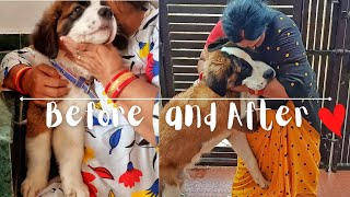 Watch Saint Bernard puppy grow with Mumma's love | 2months-15months