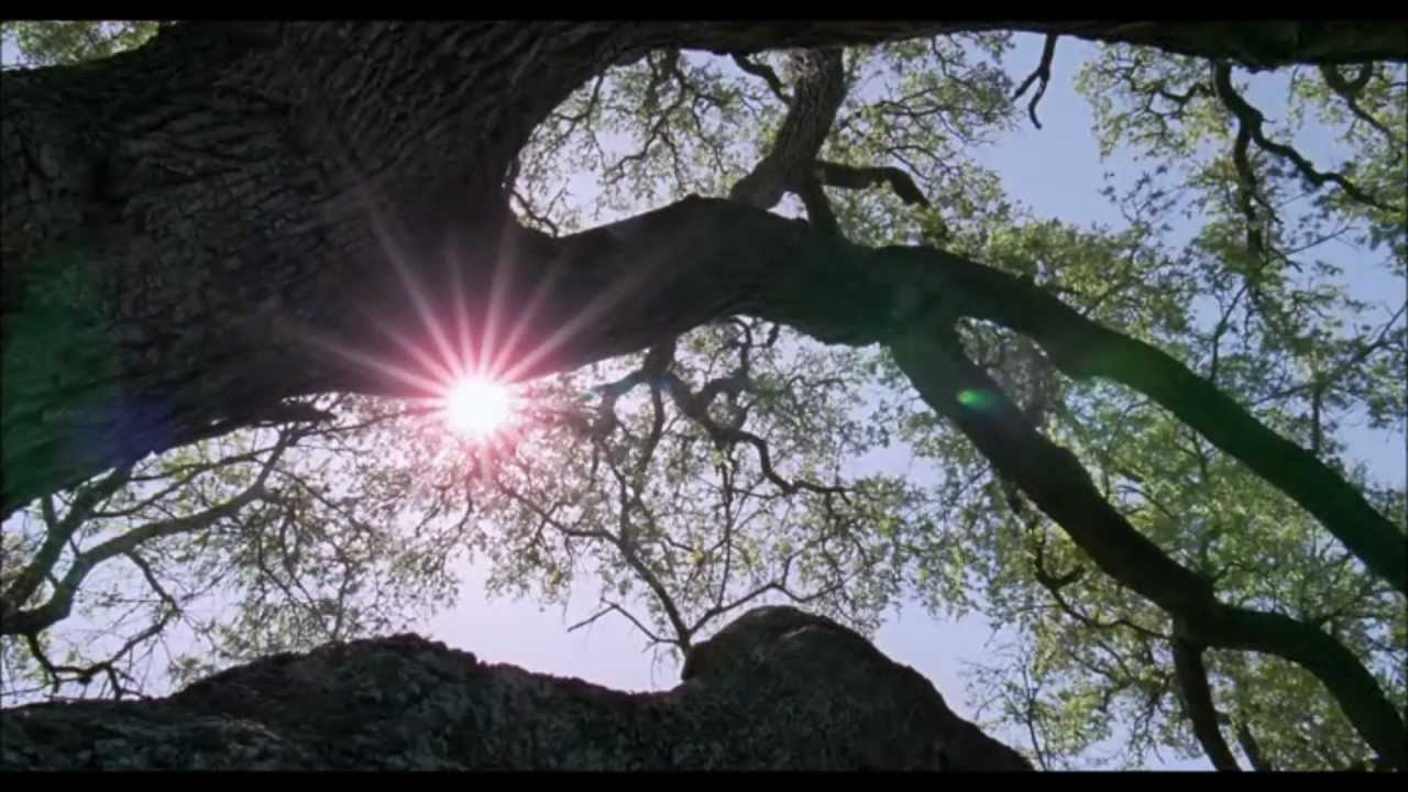 Résultat de recherche d'images pour "tree of life film complet"