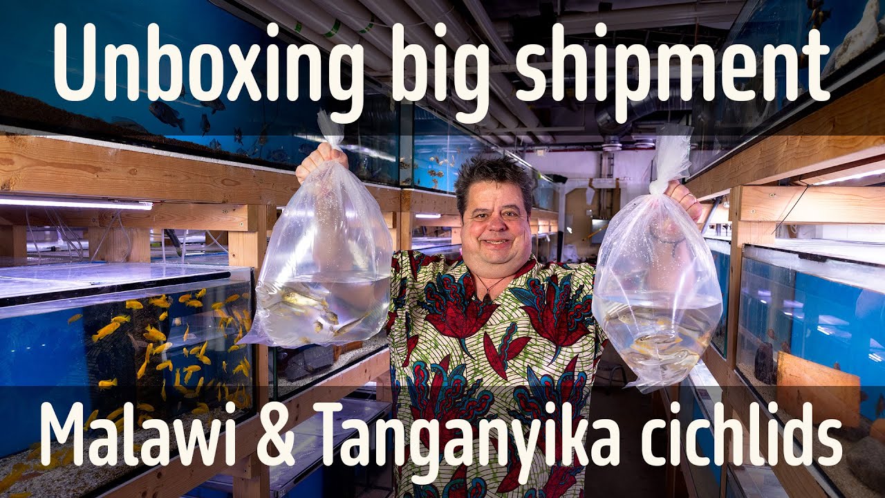 Unboxing Malawi and Tanganyika cichlids