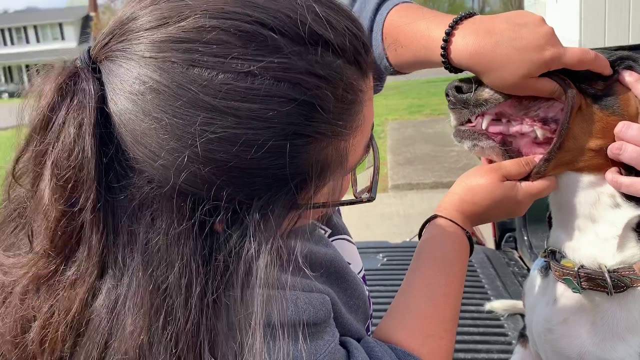 Performing an oral exam on a canine.