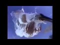クリモト 自然シリーズ（カワセミ）　CM 1996 の動画、YouTube動画。