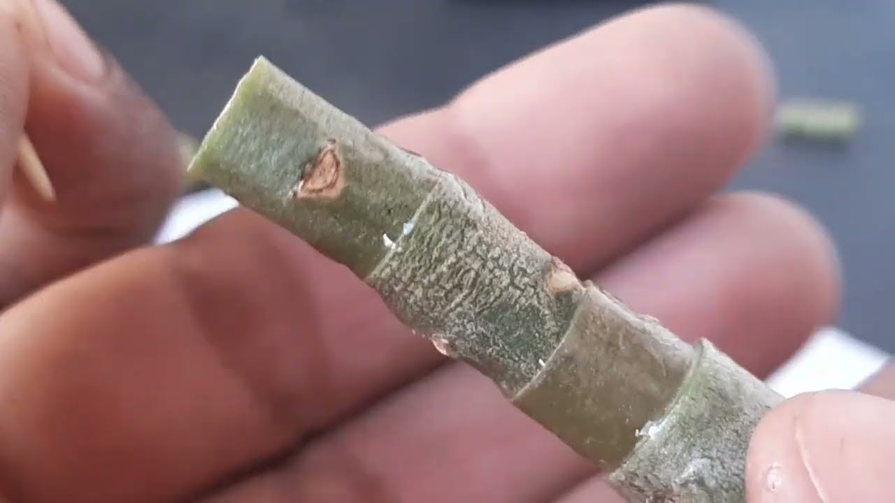 Узнайте, как привить 5 цветов в одном месте на вашей пустынной розе.