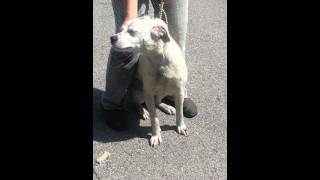 Dora (RESCUED) at MCDP YOUNGSTOWN