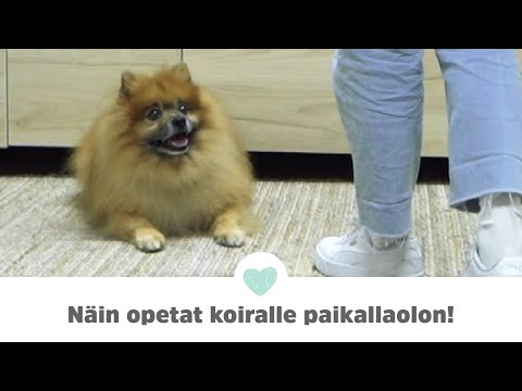 Video: Kuinka määritellä oikea määrä harjoitusta koirallesi