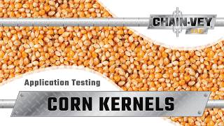 Corn Kernels Through Chain Vey Conveyor