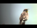 Western Meadowlark