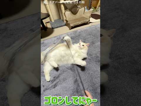 猫。ゴロンしてにゃー#shorts