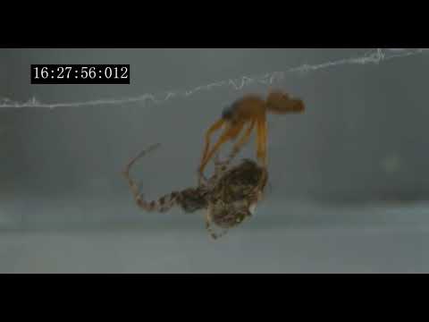 Male orb-weaving spider catapults after mating with a female