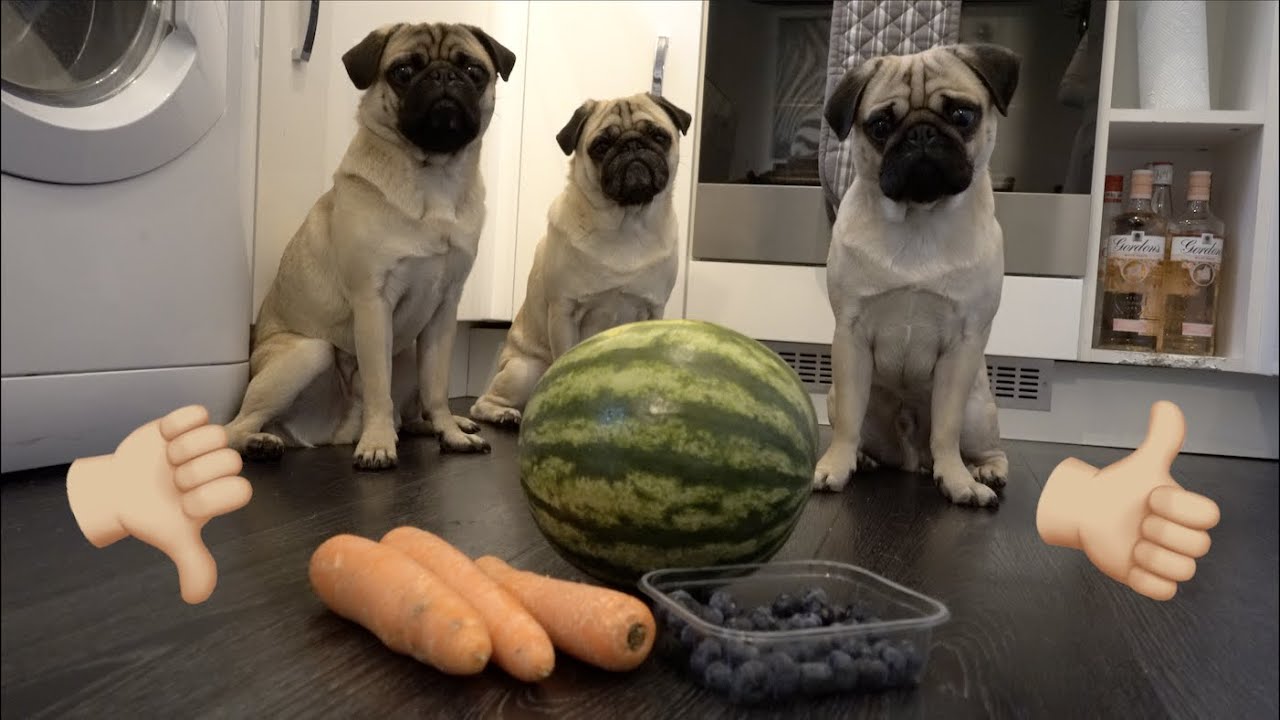Pugs Try Different Fruits! YouTube