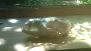 Celebrity A dead fox dreams Wealth