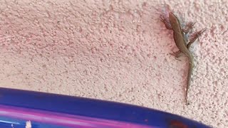 The Lizard Climbs Up The Wall Of The House