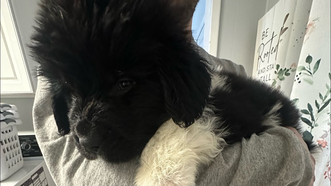 6 week old Newfoundland puppies!