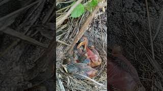 Newborn Familiar Chat Bird Babies Moment (p 4) #shorts #youtubeshorts #trendingshorts #viralshorts