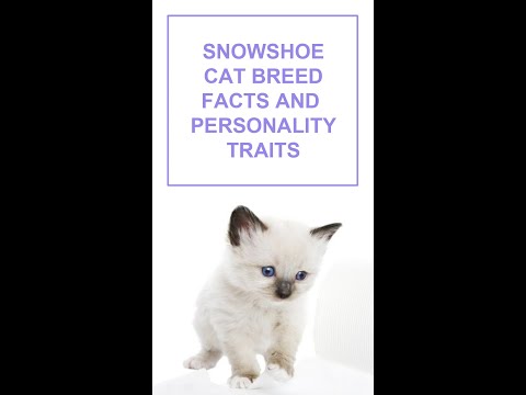 วีดีโอ: Snowshoe Cat Breed Hypoallergenic สุขภาพและอายุขัย