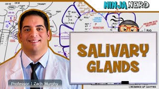 Gastrointestinal | Salivation: Parotid, Submandibular, & Sublingual Glands