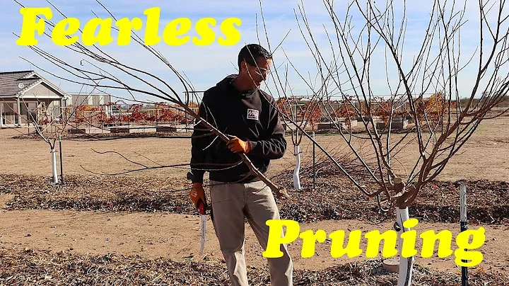 Pruning Plum Trees | Pruning Fruit Trees Without Fear! - DayDayNews