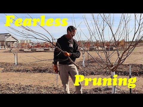 Pruning Plum Trees | Pruning Fruit Trees Without Fear!