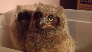 Great Horned Owl Fluff Balls