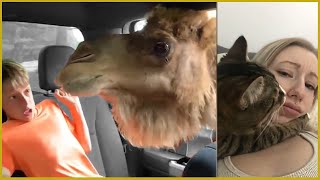 Funny Animal Fails compilations (When Animals Attack) 2020