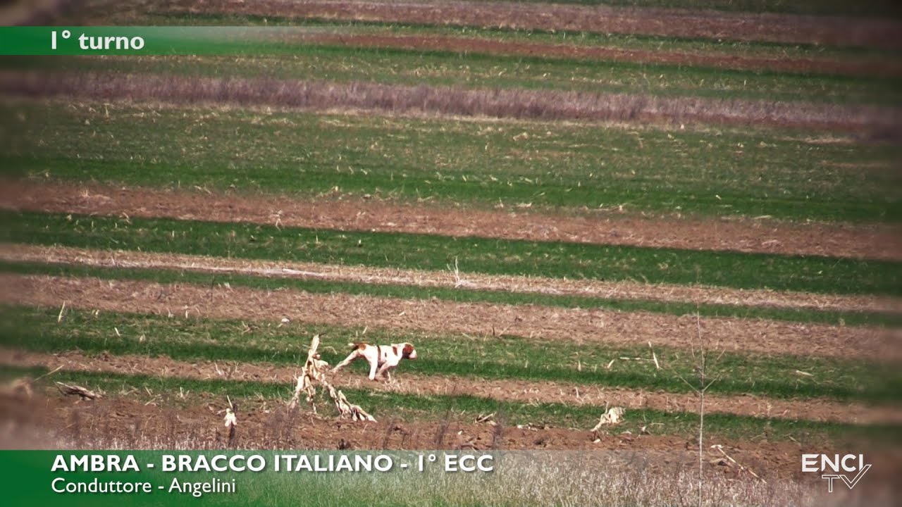 PROVE PRIMAVERILI -  SERBIA 2017 - CACCIA STARNE CONTINENTALI ITALIANI - 17 MARZO - BATTERIA 1