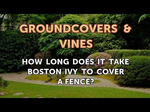 Videó: A Boston Ivy elveszíti a leveleit – Miért veszíti el a leveleit a Boston Ivy