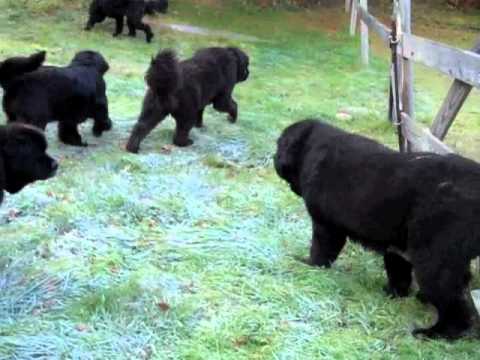 river bear newfoundlands