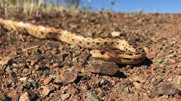 Close-up of Pacific Gopher Snakes (Pituophis catenifer catenifer) analyzing threat potential.