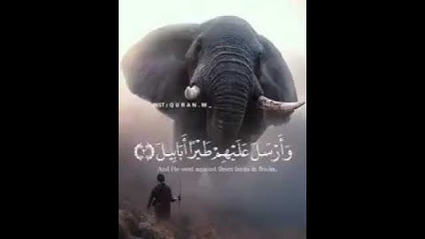 أَلَمْ تَرَ كَيْفَ فَعَلَ رَبُّكَ بِأَصْحَابِ الْفِيلِ - سورة الفيل (قرآن كريم)