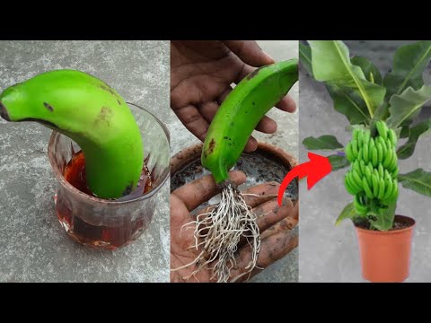 Grow banana tree from banana 🍌🍌🍌