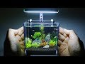 The worlds smallest plant aquarium 1