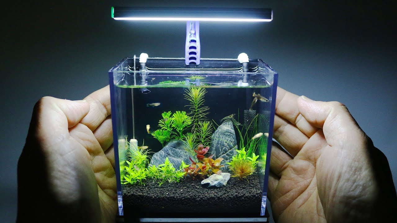 The World's Smallest Plant Aquarium #1 