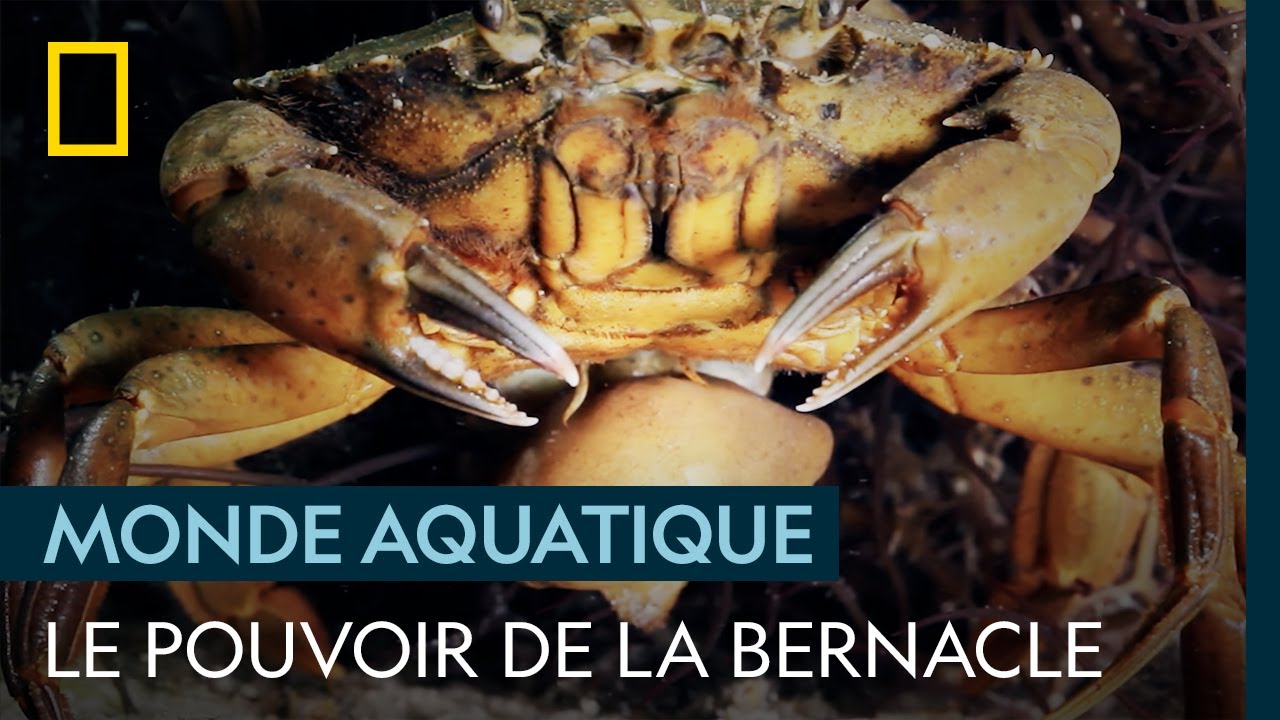 Une bernacle prend le contrôle d'un crabe