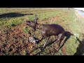 Duck Hunting in Australia 2016 (VIC,NSW)