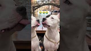 Alexa scar Game😂😂🤣🤣 #shorts #short #trending #youtubeshorts #youtube #pitbull #viral