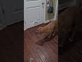 Sliding Glass Dog Door – Easy Way to Let Dogs Go In & Out