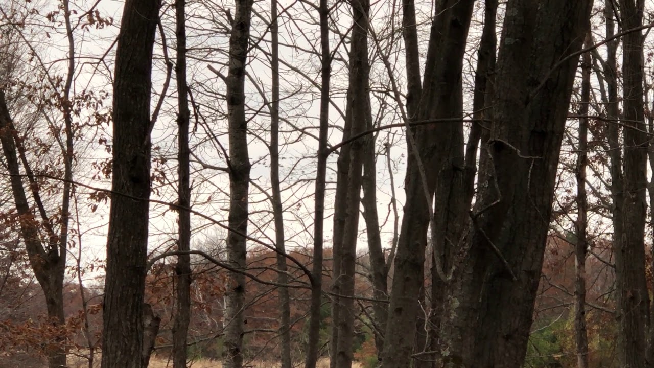 craneofaringioma Crane-song Woods