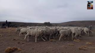 Estancia La Rosada Nuevo  Full HD. trabajos de esquila de ojo y descole en el mes de agosto 2021