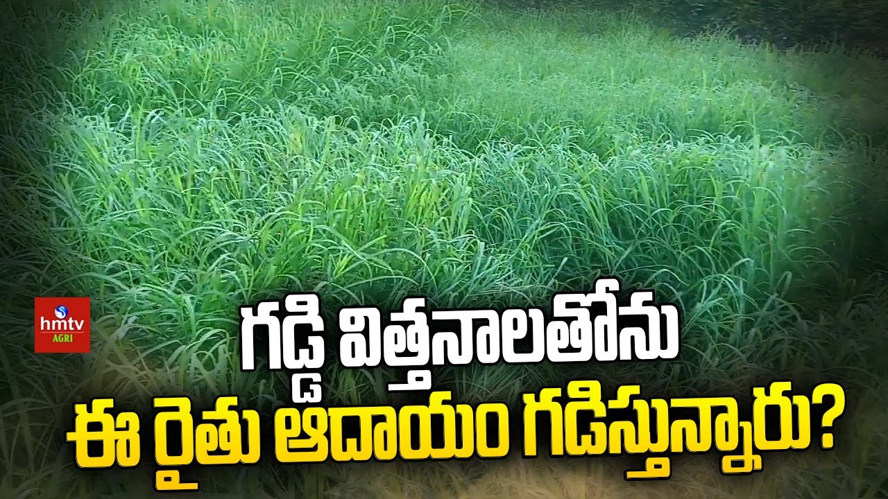 గడ్డి విత్తనాలతోను ఈ రైతు ఆదాయం గడిస్తున్నారు? | Hiramani , Jinjwa Grass Cultivation | hmtv Agri