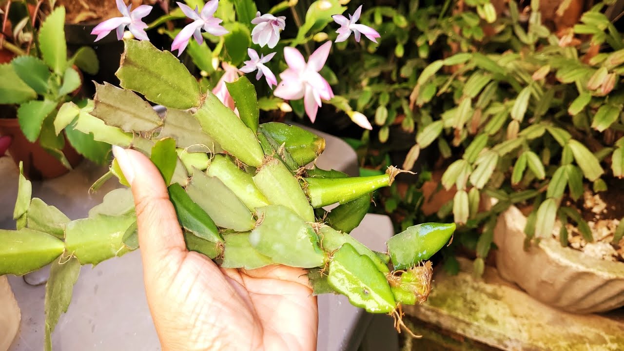 🟡 FLOR DE MAIO CAINDO AS FOLHAS?😱🥀 VEJA COMO RESOLVER ESTE PROBLEMÃO! 👍  @DicasParaJardim