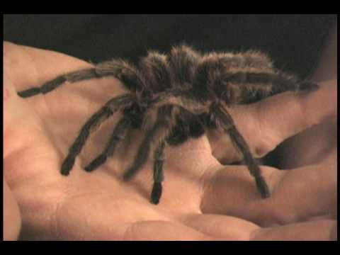 "Tarantulas" Gail Bellamy