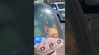 Sleepy Dog In Thailand