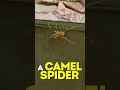 Camel Spiders man…