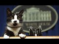 Los reyes de la Casa Blanca | Dos siglos de mascotas presidenciales