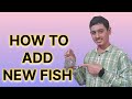 How To Add New Fish In Aquarium | Aquarium Main Naya Fish Kaise Add Karen? |