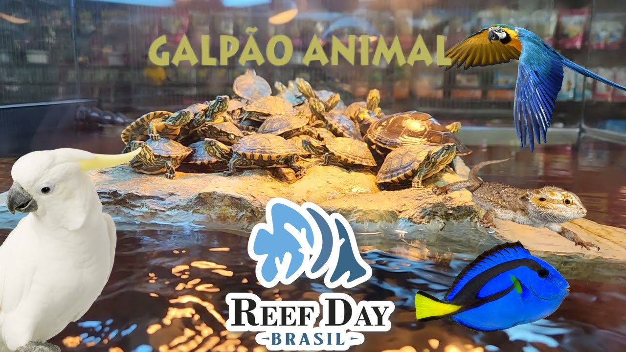 Conheça uma das maiores lojas de animais exóticos do Brasil e agora presente na Reef Day