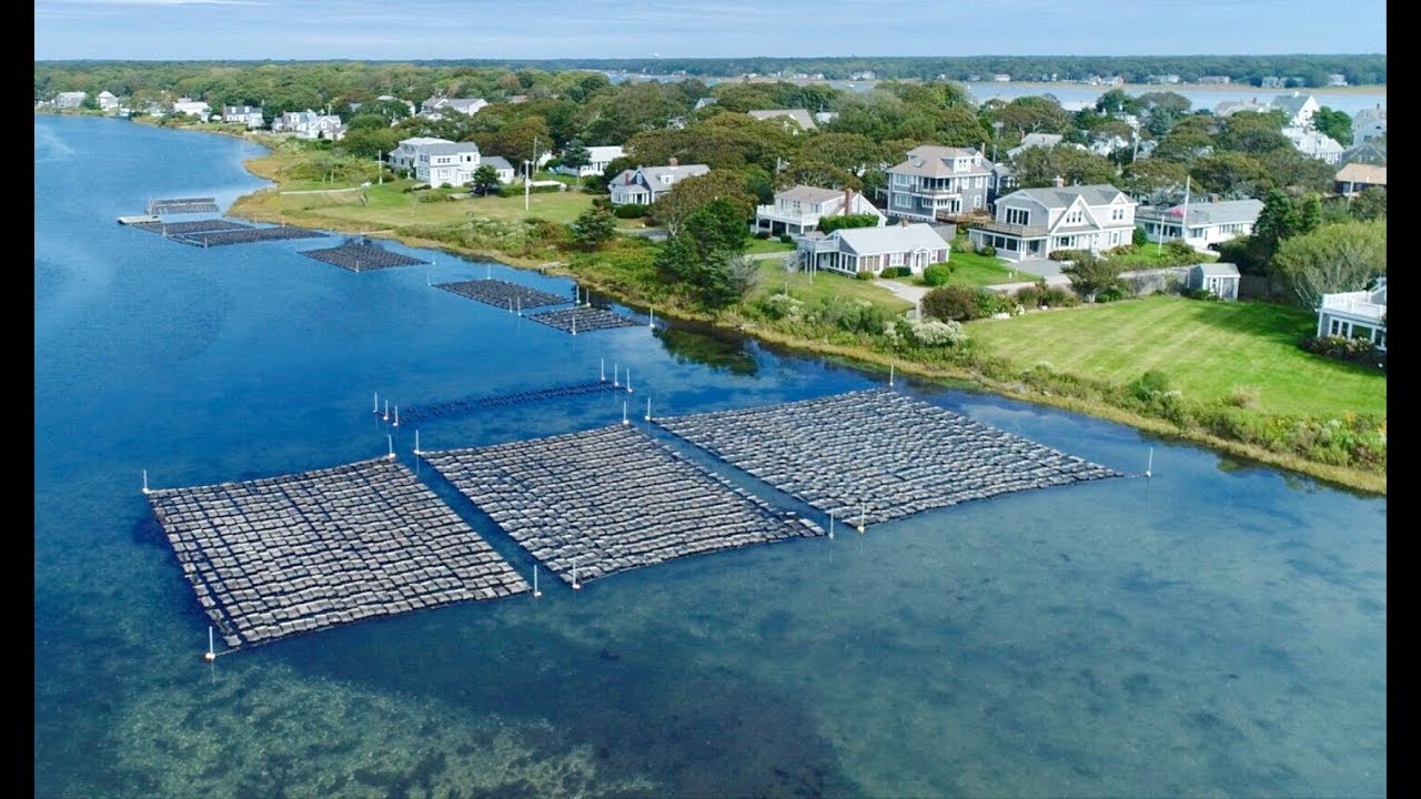 Oysters and Towns: Logistics, Education and People