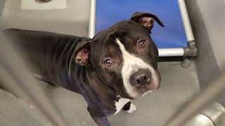 acs A686170