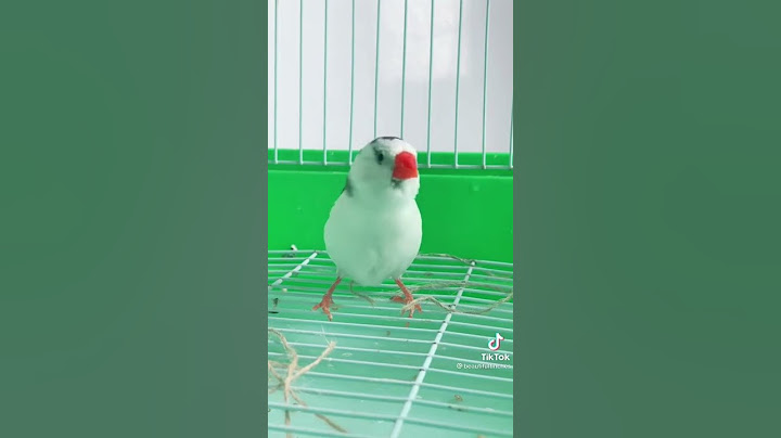 طائر الزيبرا وهو يغرد😍😍