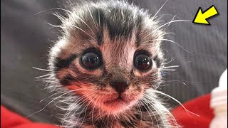 The poor kitten had its ears cut off and left and abandoned to die!