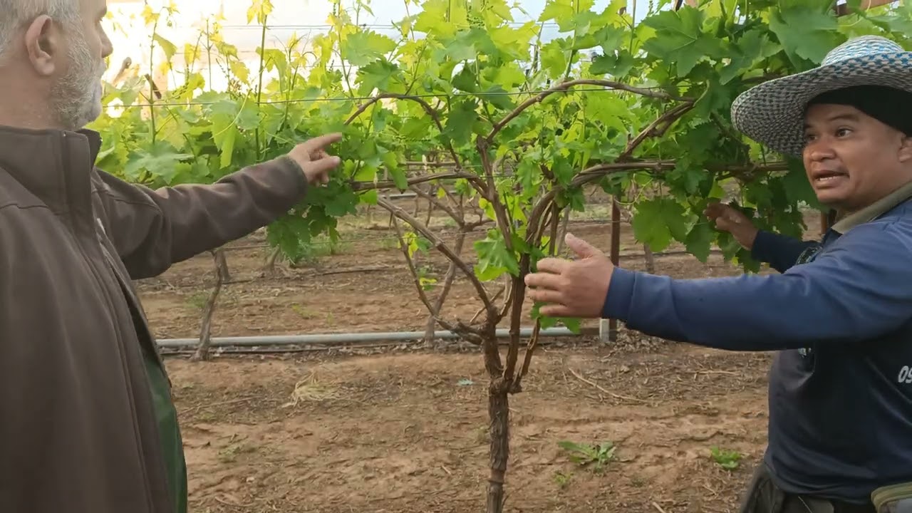 นายจ้าง กาบี้ มาสั่งลูกน้องเด็ดใบองุ่นกับลูกองุ่นที่ไม่สมบูรณ์ออกสวนองุ่นLachish#อิสราเอลแทร็ค2.ep1